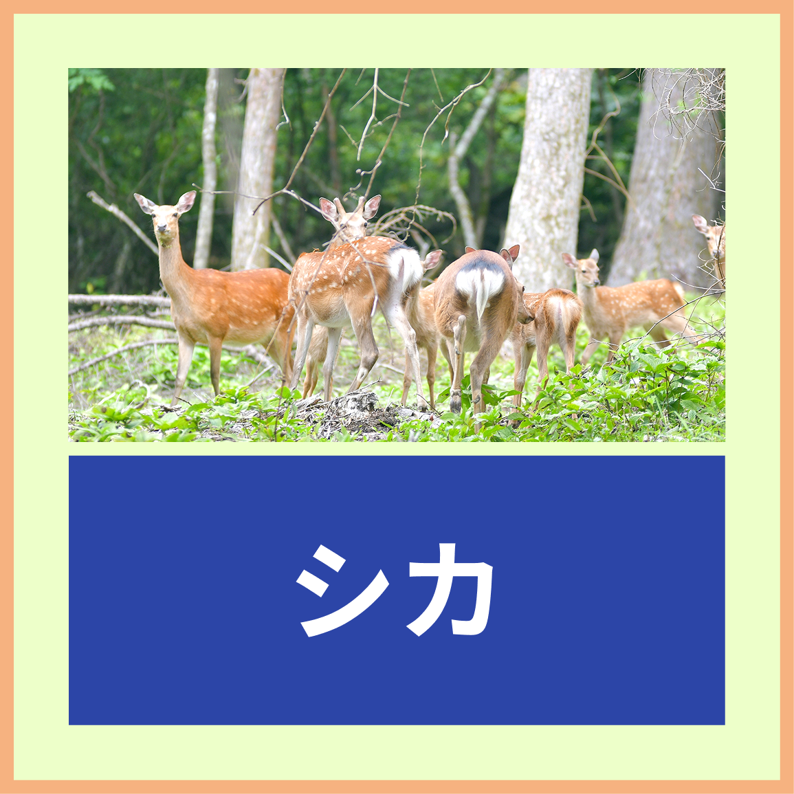 シカ
