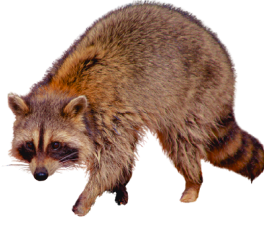 アライグマ・ハクビシン