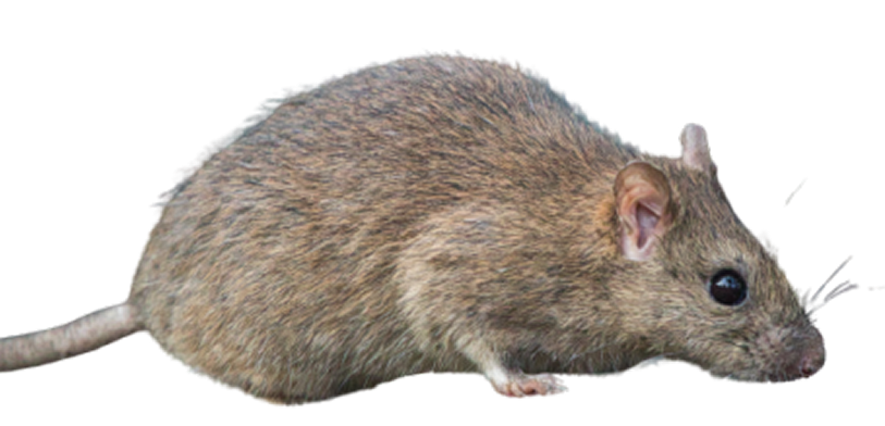 ネズミ